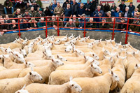 100 four crop ewes from Wedderl ie Farms